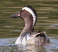 Garganey