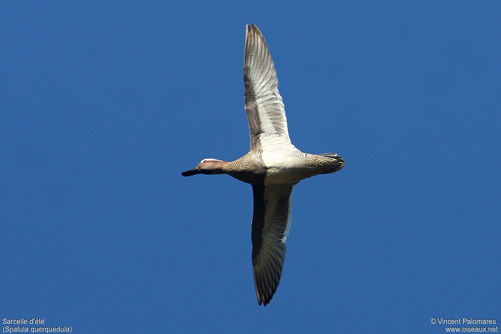 Garganey male