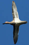 Garganey