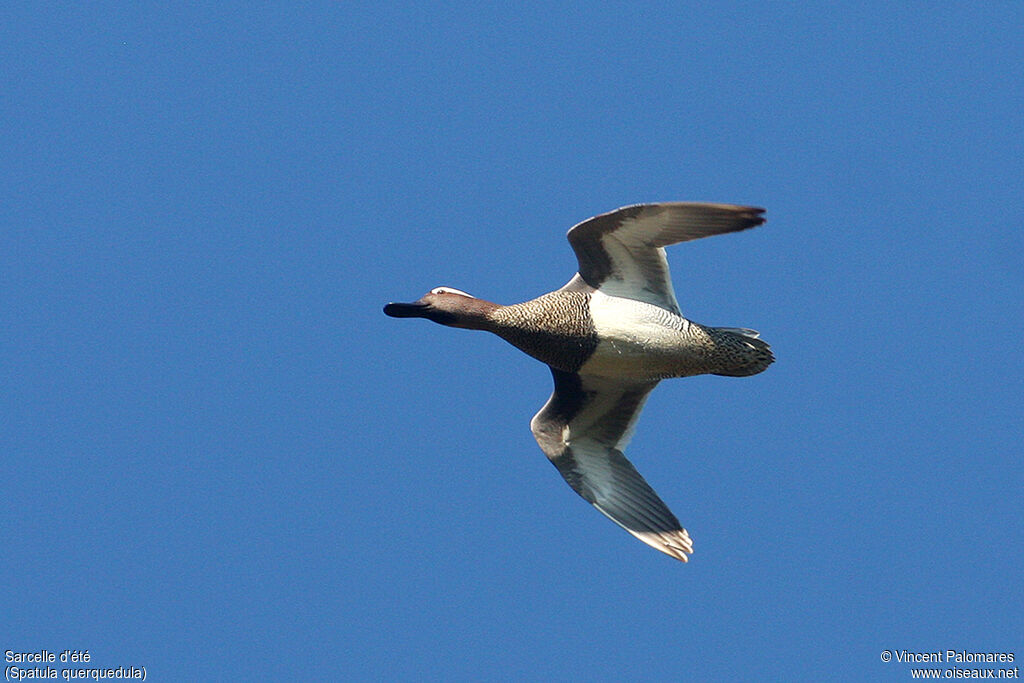 Garganey male