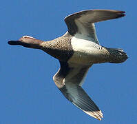 Garganey