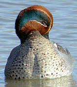 Eurasian Teal