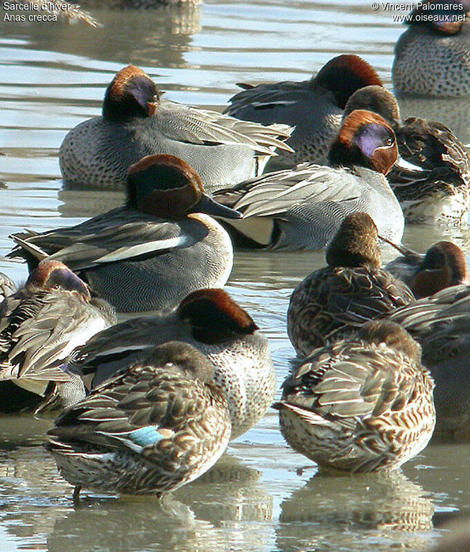 Eurasian Teal