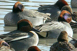 Eurasian Teal