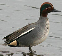 Eurasian Teal