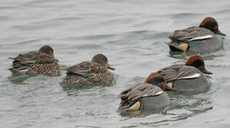 Eurasian Teal