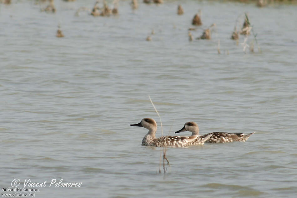 Marbled Duckadult breeding, pigmentation, swimming