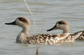 Marbled Duck