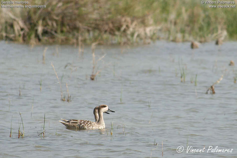 Marbled Duck 