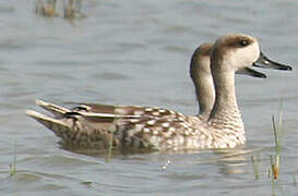 Marbled Duck