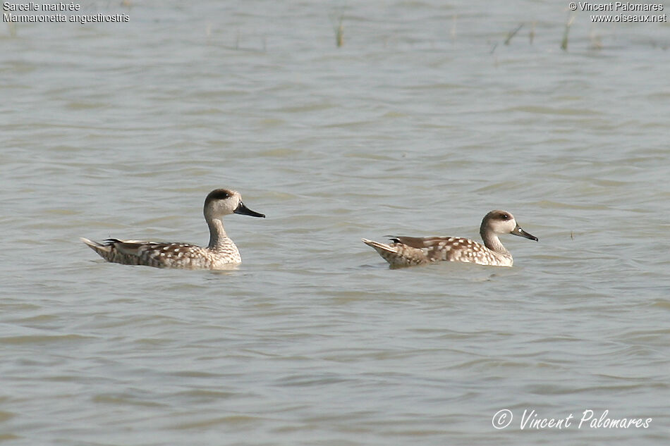 Marbled Duckadult breeding