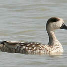 Sarcelle marbrée