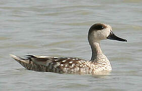 Marbled Duck