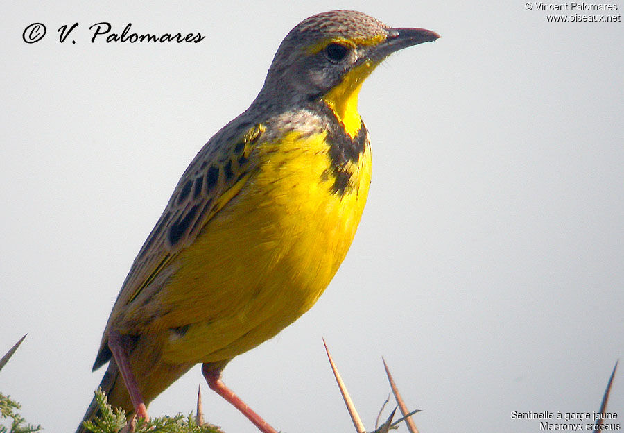 Yellow-throated Longclaw