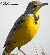 Yellow-throated Longclaw