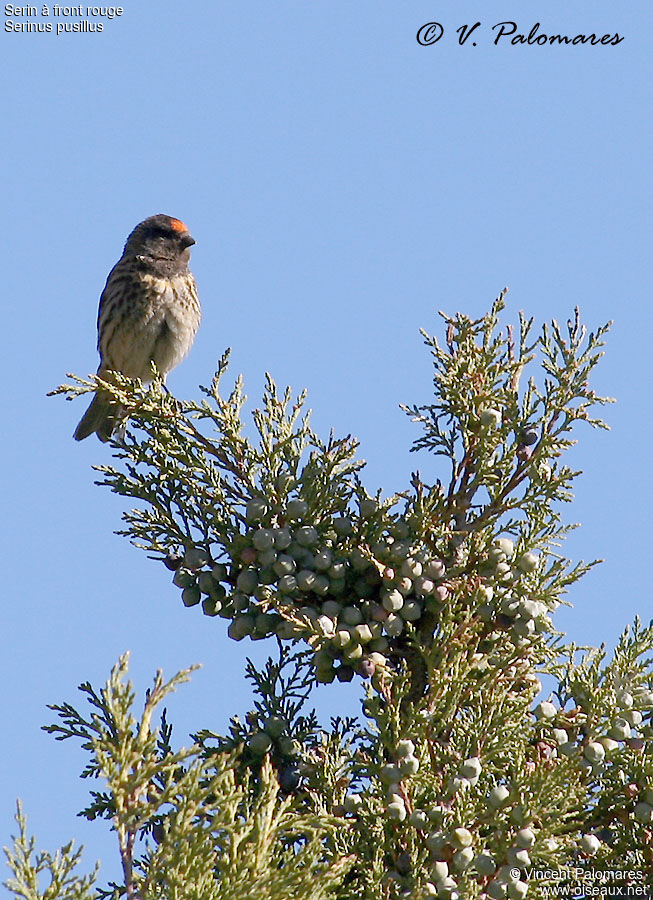 Red-fronted Serin