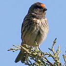 Serin à front rouge