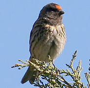 Red-fronted Serin