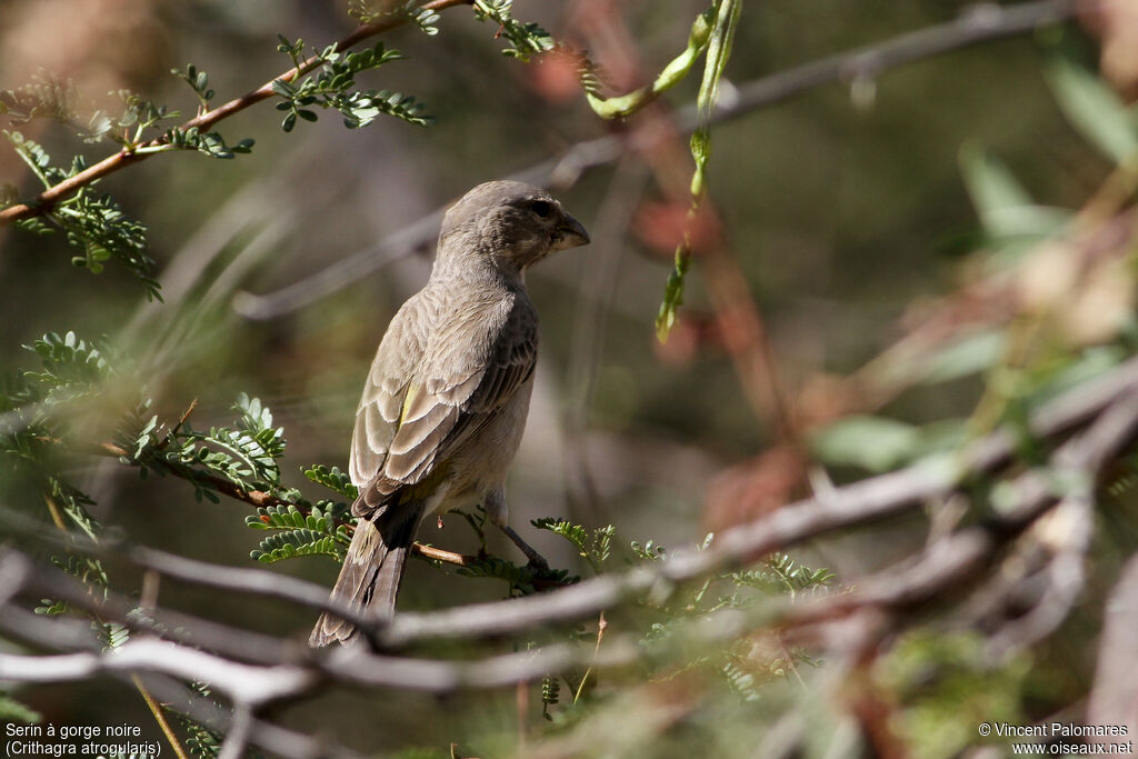 Serin à gorge noire