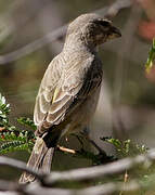 Black-throated Canary