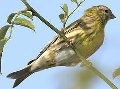 European Serin