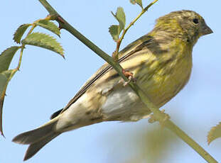 Serin cini