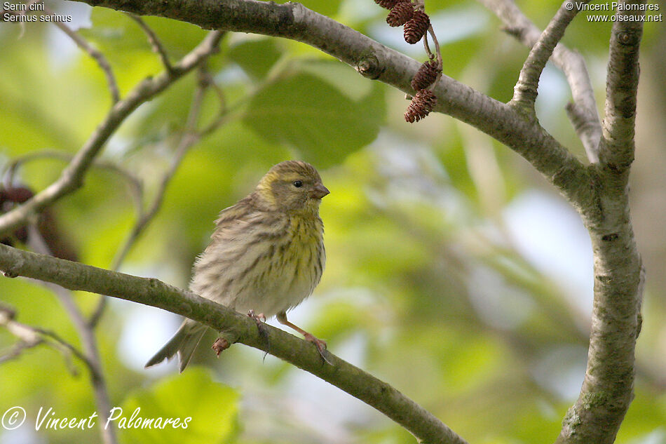 Serin cini