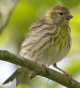 European Serin