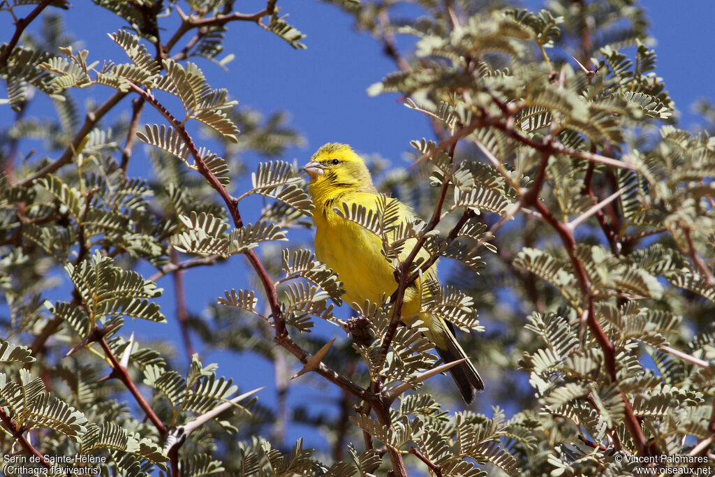 Serin de Sainte-Hélène