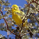 Serin de Sainte-Hélène