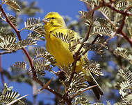 Serin de Sainte-Hélène