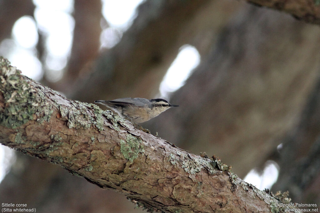 Corsican Nuthatch