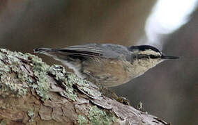 Corsican Nuthatch