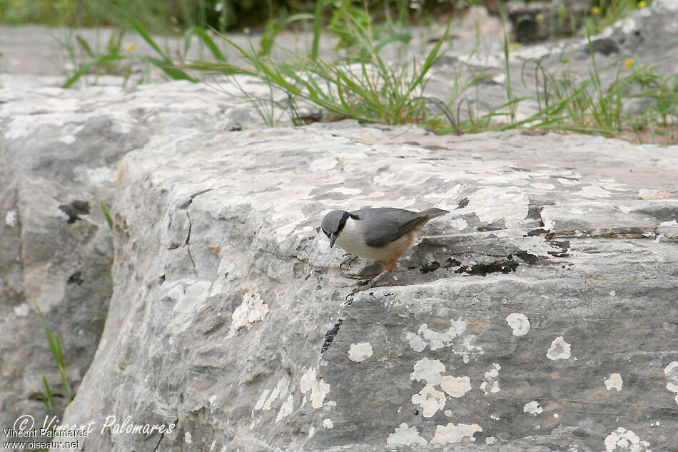 Sittelle de Neumayeradulte, habitat