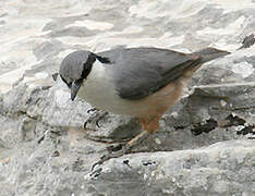 Western Rock Nuthatch