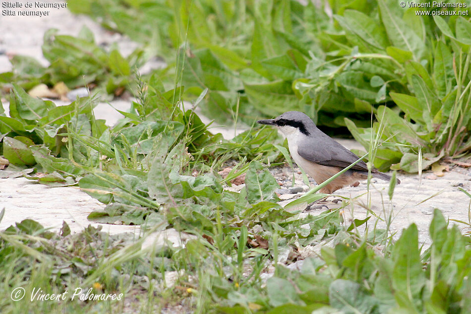 Western Rock Nuthatchadult