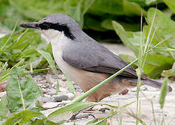 Western Rock Nuthatch