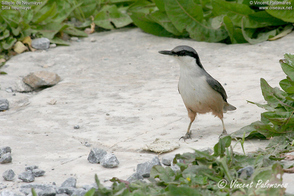 Western Rock Nuthatch