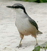 Western Rock Nuthatch