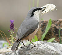 Western Rock Nuthatch