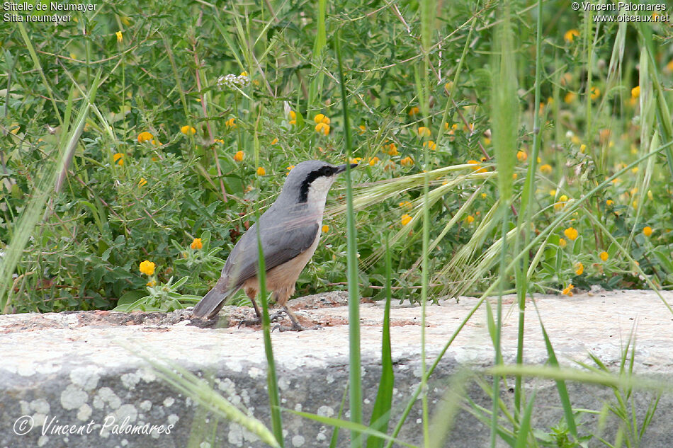 Western Rock Nuthatchadult