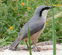 Western Rock Nuthatch