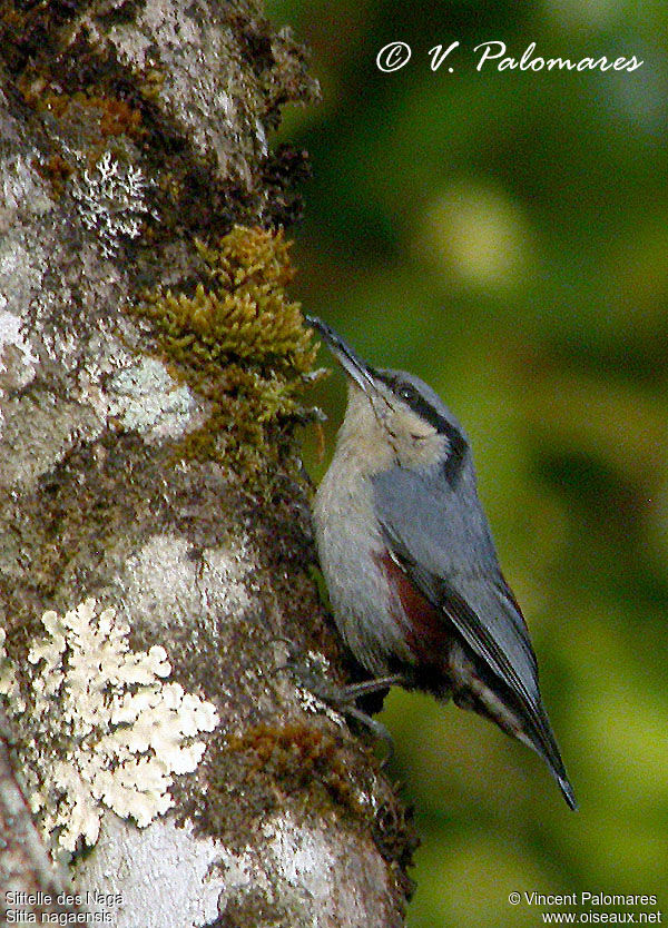 Chestnut-vented Nuthatch