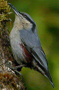 Chestnut-vented Nuthatch