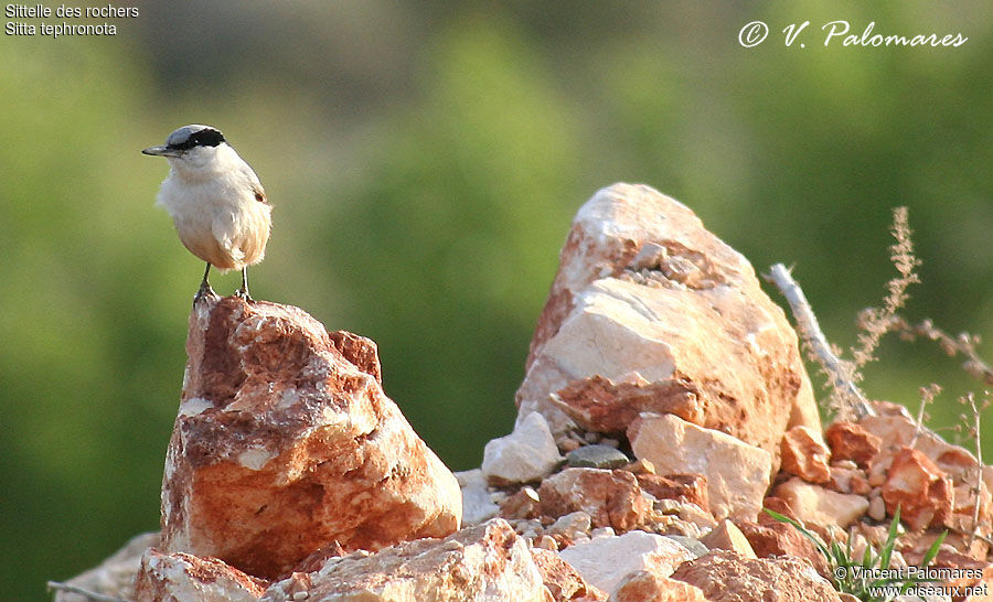 Sittelle des rochers