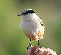 Eastern Rock Nuthatch