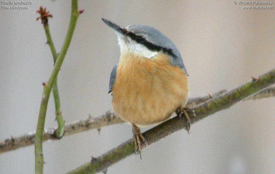 Eurasian Nuthatch