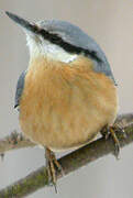 Eurasian Nuthatch