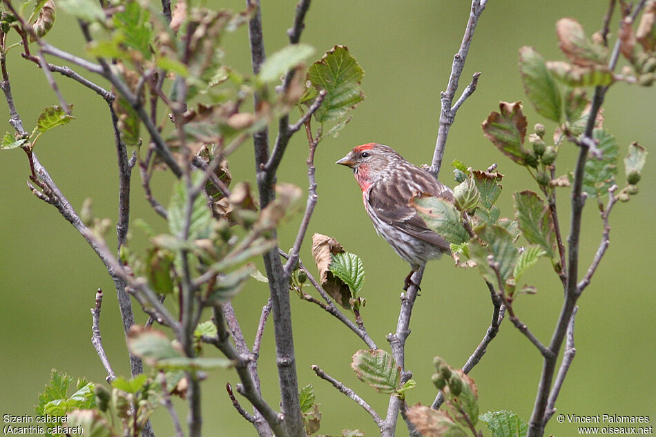 Lesser Redpoll