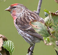 Lesser Redpoll